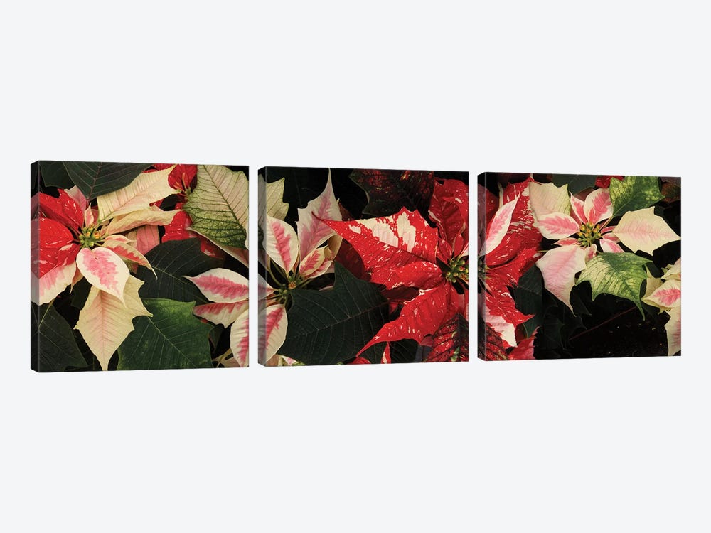 Close-Up Of Poinsettia Flowers V by Panoramic Images 3-piece Canvas Print