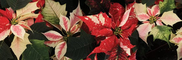 Poinsettias: Close-Up Of Poinsettia Flowers V by Panoramic Images
