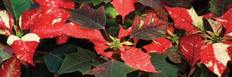 Close-Up Of Poinsettia Flowers VI