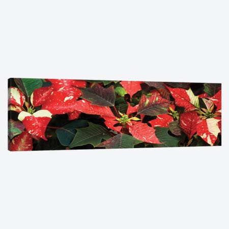 Close-Up Of Poinsettia Flowers VI Canvas Print #PIM14489} by Panoramic Images Art Print