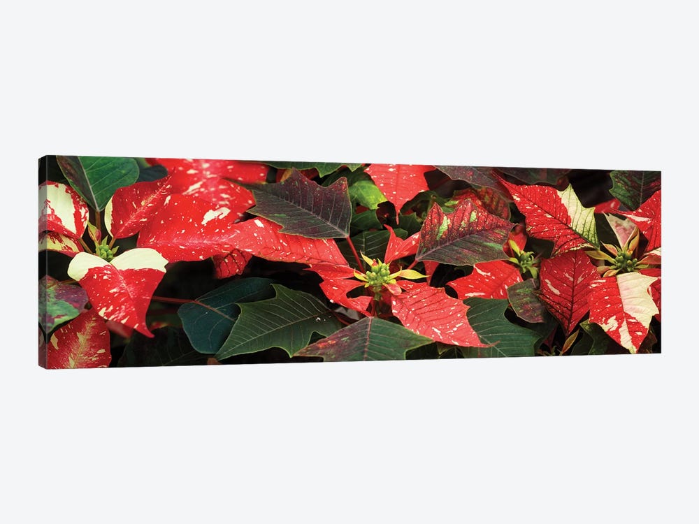 Close-Up Of Poinsettia Flowers VI by Panoramic Images 1-piece Canvas Artwork