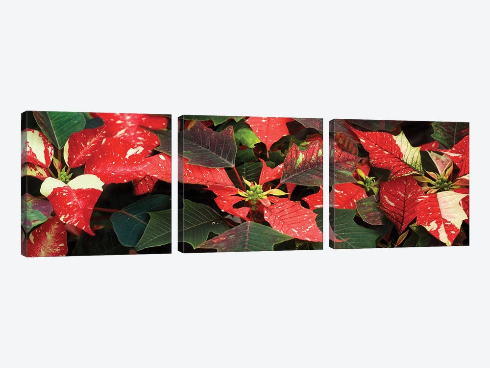 Close-Up Of Poinsettia Flowers VI by Panoramic Images 3-piece Canvas Wall Art