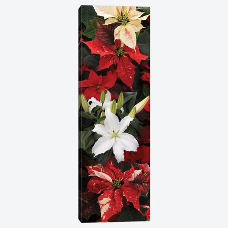 Close-Up Of Poinsettia Flowers VII Canvas Print #PIM14490} by Panoramic Images Canvas Art