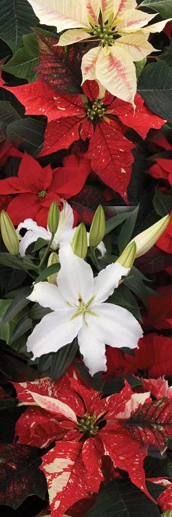 Close-Up Of Poinsettia Flowers VII