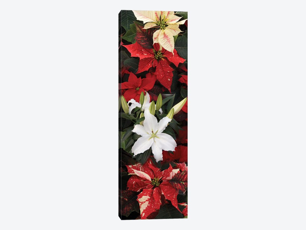 Close-Up Of Poinsettia Flowers VII by Panoramic Images 1-piece Canvas Art