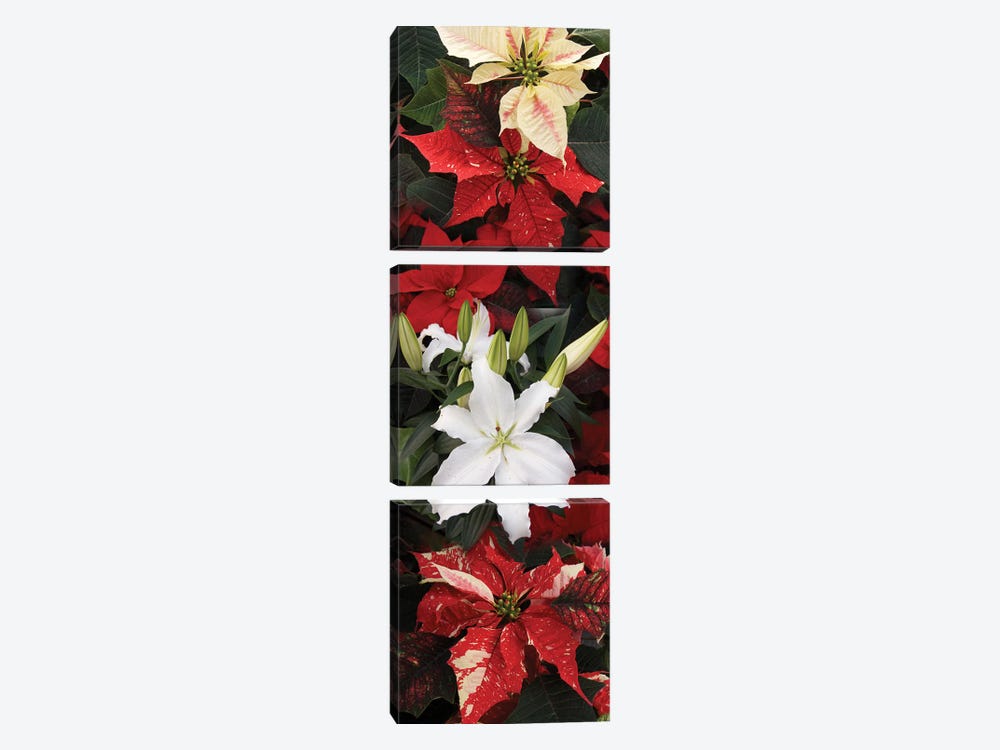Close-Up Of Poinsettia Flowers VII by Panoramic Images 3-piece Canvas Art