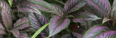 Close-Up Of Purple And Green Coleus Leaves by Panoramic Images canvas print