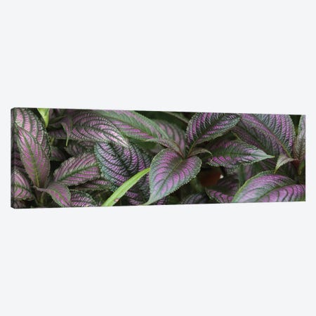 Close-Up Of Purple And Green Coleus Leaves Canvas Print #PIM14491} by Panoramic Images Canvas Art