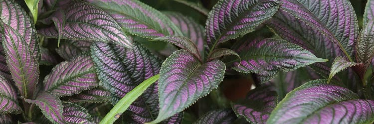 Close-Up Of Purple And Green Coleus Leaves