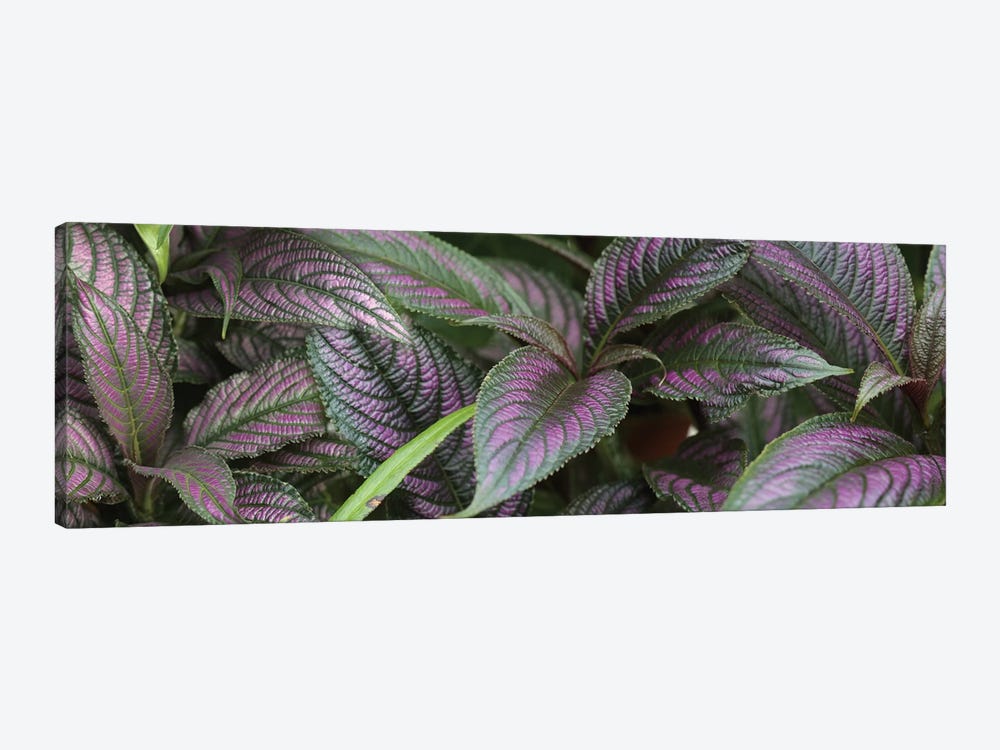 Close-Up Of Purple And Green Coleus Leaves by Panoramic Images 1-piece Canvas Art Print