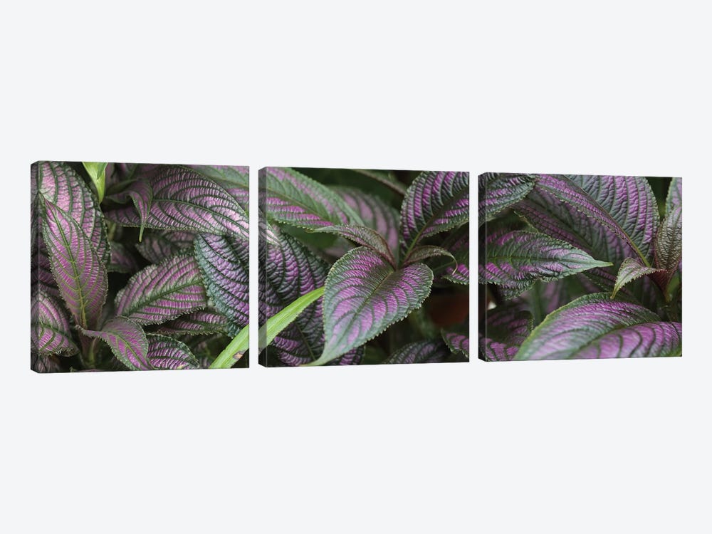 Close-Up Of Purple And Green Coleus Leaves by Panoramic Images 3-piece Canvas Art Print