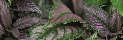 Close-Up Of Purple Leaves by Panoramic Images multi panel art