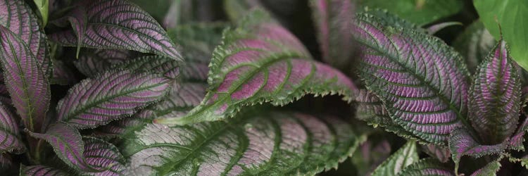 Close-Up Of Purple Leaves