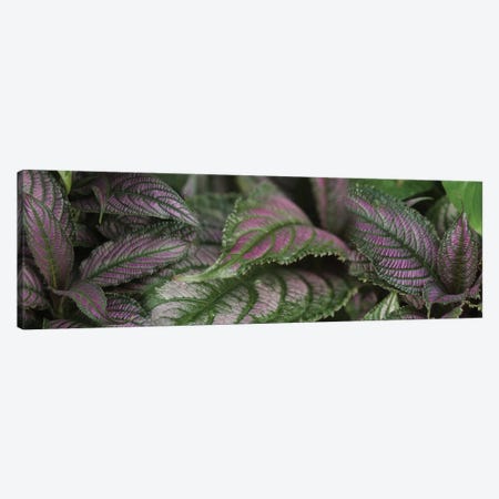 Close-Up Of Purple Leaves Canvas Print #PIM14492} by Panoramic Images Canvas Artwork