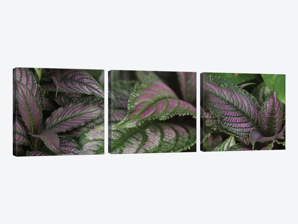 Close-Up Of Purple Leaves by Panoramic Images 3-piece Canvas Artwork