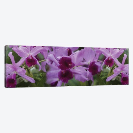Close-Up Of Purple Orchid Flowers I Canvas Print #PIM14493} by Panoramic Images Canvas Wall Art