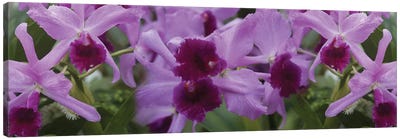 Close-Up Of Purple Orchid Flowers I Canvas Art Print - Orchid Art