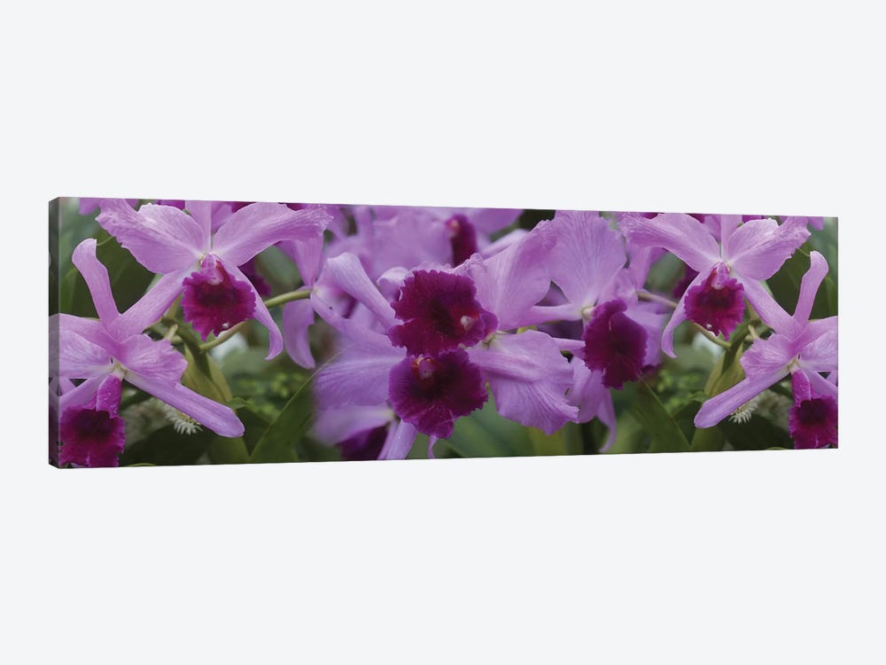 Close-Up Of Purple Orchid Flowers I by Panoramic Images 1-piece Art Print