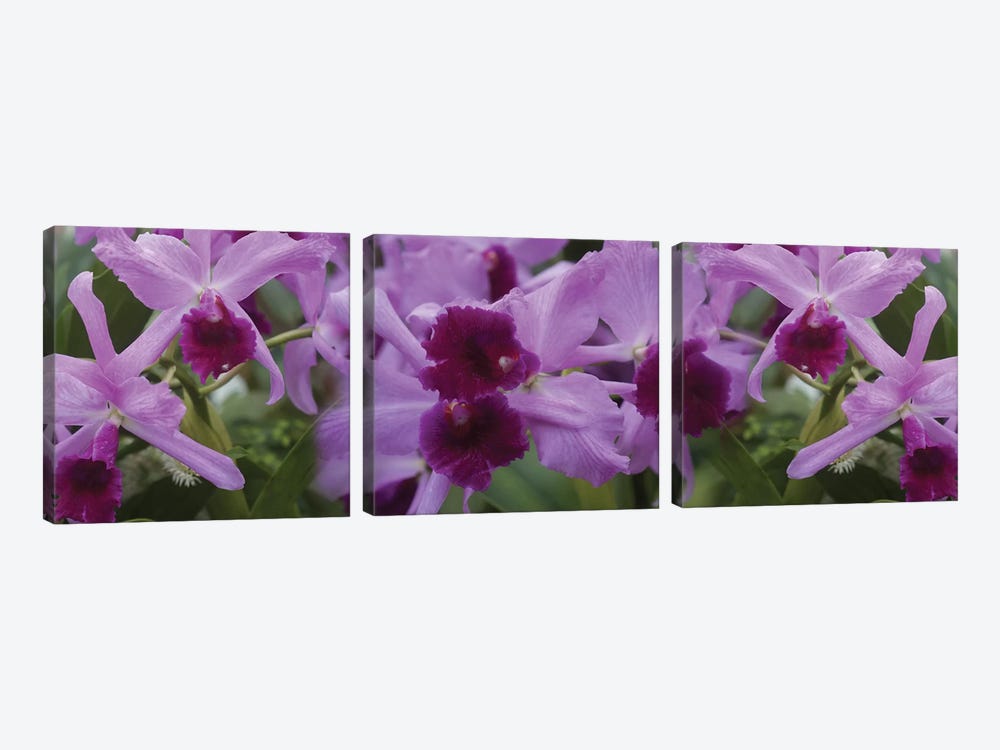 Close-Up Of Purple Orchid Flowers I by Panoramic Images 3-piece Canvas Print