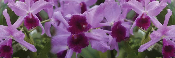 Orchids: Close-Up Of Purple Orchid Flowers I by Panoramic Images