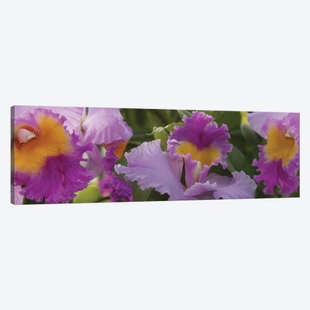 Close-Up Of Purple Orchid Flowers II Canvas Print #PIM14494} by Panoramic Images Canvas Print