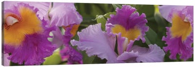 Close-Up Of Purple Orchid Flowers II Canvas Art Print - Orchid Art