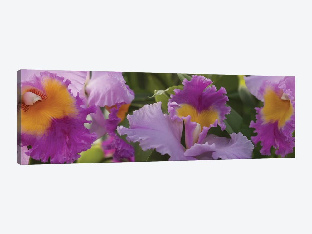 Close-Up Of Purple Orchid Flowers II by Panoramic Images 1-piece Canvas Art
