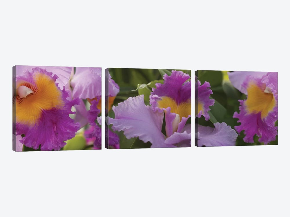 Close-Up Of Purple Orchid Flowers II by Panoramic Images 3-piece Canvas Wall Art