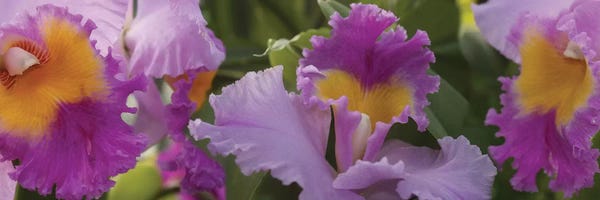Close-Up Of Purple Orchid Flowers II