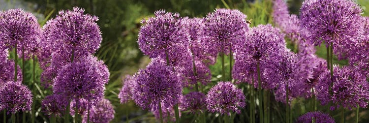 Close-Up Of Purple Puffball Allium Flowers