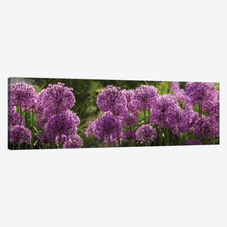 Close-Up Of Purple Puffball Allium Flowers Canvas Print #PIM14495} by Panoramic Images Art Print
