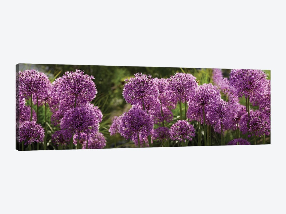 Close-Up Of Purple Puffball Allium Flowers by Panoramic Images 1-piece Canvas Art Print