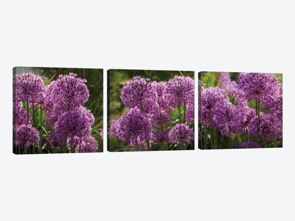 Close-Up Of Purple Puffball Allium Flowers by Panoramic Images 3-piece Canvas Print