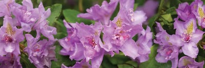 Close-Up Of Purple Rhododendron Flowers by Panoramic Images canvas print