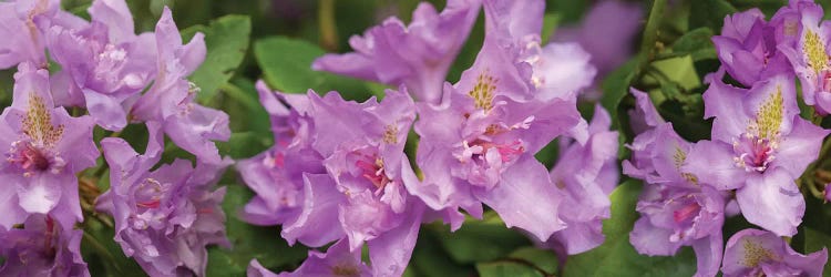 Close-Up Of Purple Rhododendron Flowers