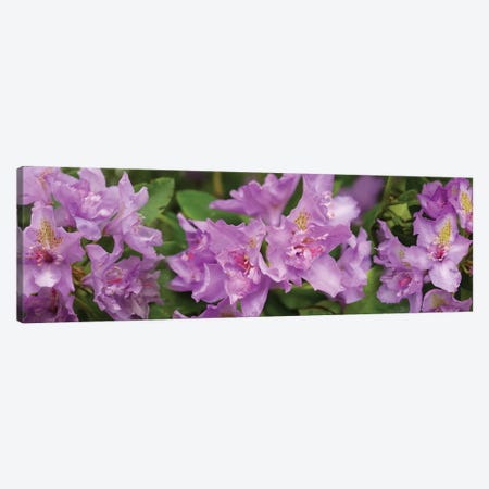 Close-Up Of Purple Rhododendron Flowers Canvas Print #PIM14496} by Panoramic Images Art Print