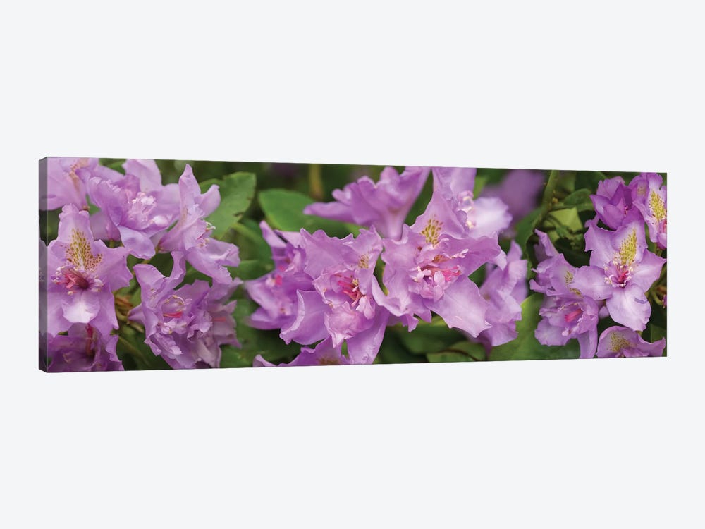 Close-Up Of Purple Rhododendron Flowers by Panoramic Images 1-piece Canvas Wall Art