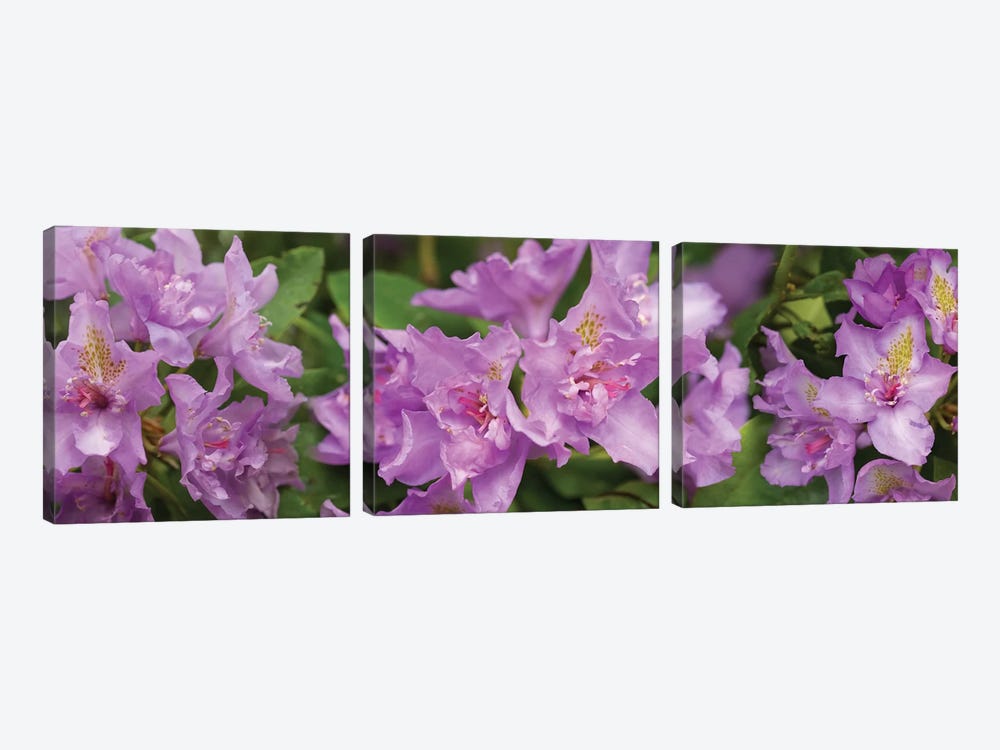 Close-Up Of Purple Rhododendron Flowers by Panoramic Images 3-piece Canvas Artwork