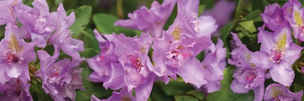 Close-Up Of Purple Rhododendron Flowers