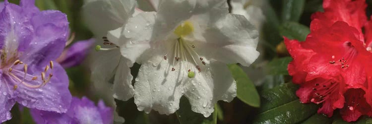 Close-Up Of Rain On Assorted Rhododendron Flowers