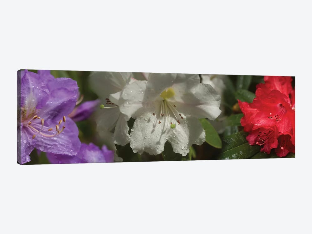 Close-Up Of Rain On Assorted Rhododendron Flowers by Panoramic Images 1-piece Art Print