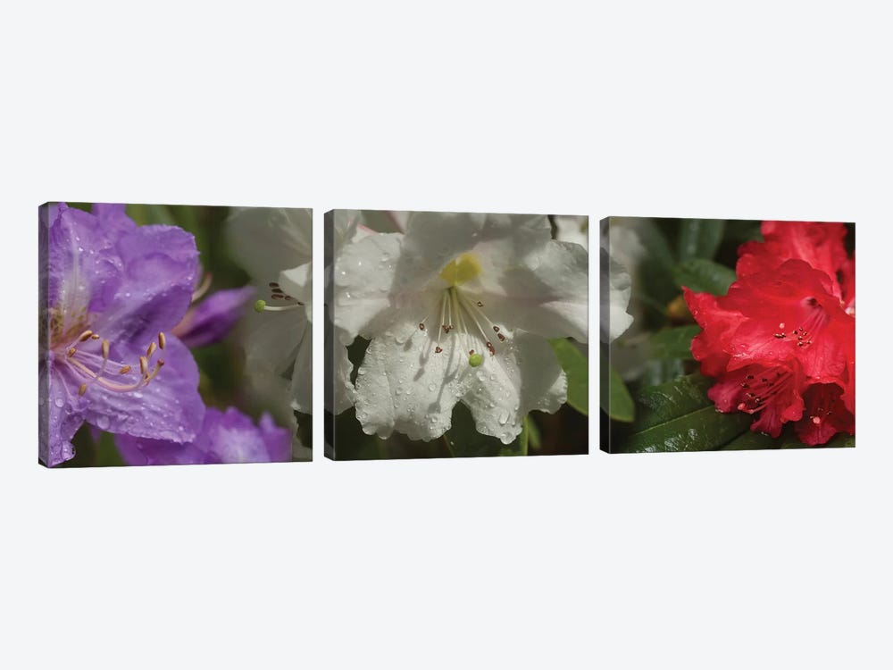 Close-Up Of Rain On Assorted Rhododendron Flowers by Panoramic Images 3-piece Canvas Print