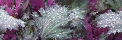 Close-Up Of Raindrops On Green And Purple Leaves by Panoramic Images framed canvas print