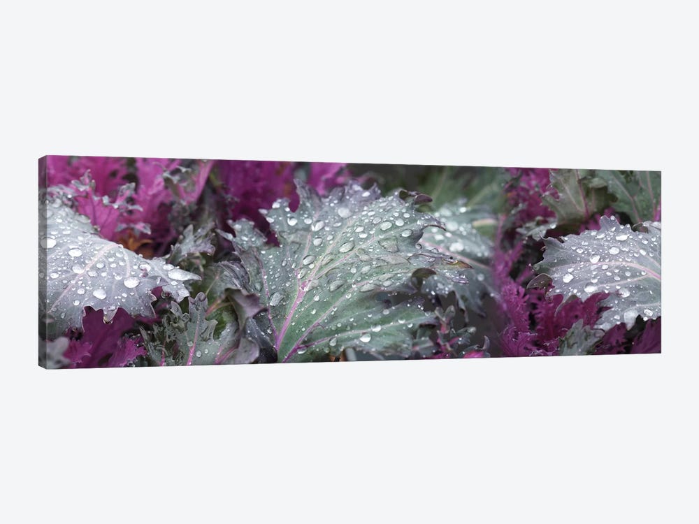 Close-Up Of Raindrops On Green And Purple Leaves by Panoramic Images 1-piece Canvas Art