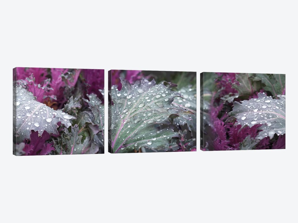 Close-Up Of Raindrops On Green And Purple Leaves by Panoramic Images 3-piece Canvas Wall Art