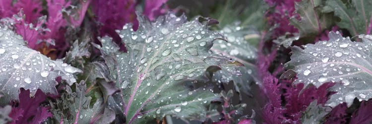 Close-Up Of Raindrops On Green And Purple Leaves