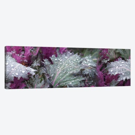 Close-Up Of Raindrops On Green And Purple Leaves Canvas Print #PIM14498} by Panoramic Images Canvas Wall Art