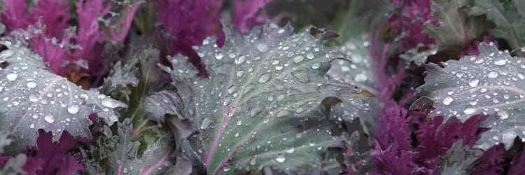 Close-Up Of Raindrops On Leaves I