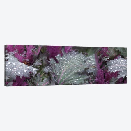 Close-Up Of Raindrops On Leaves I Canvas Print #PIM14499} by Panoramic Images Canvas Artwork