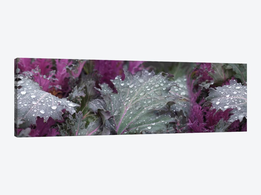 Close-Up Of Raindrops On Leaves I by Panoramic Images 1-piece Canvas Print